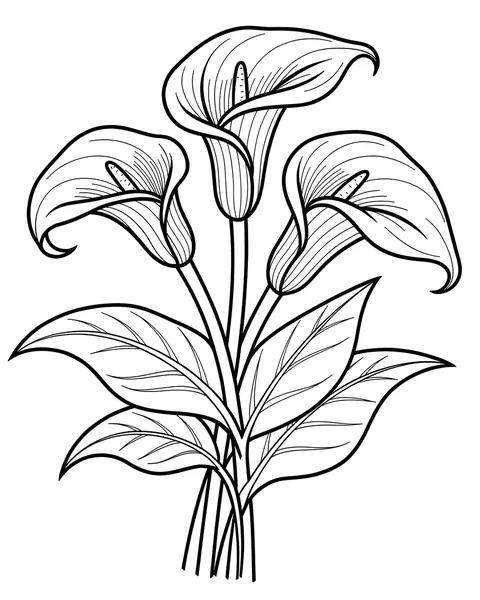 Calla Lilies coloring page