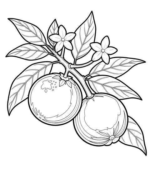Citrus Branch coloring page