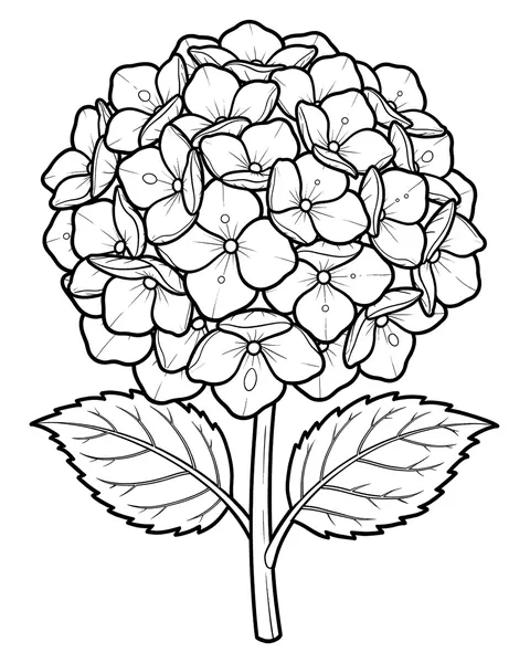 Hydrangea coloring page