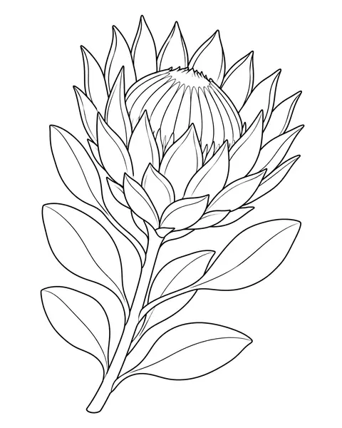 King Protea coloring page