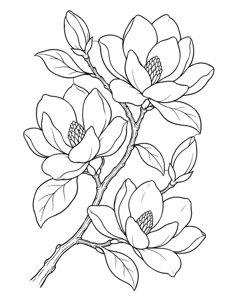 Magnolia Branch coloring page