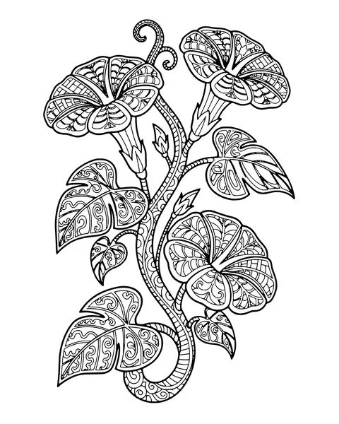 Morning Glory Vine coloring page