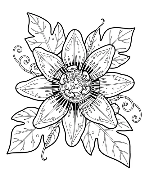 Passionflower coloring page