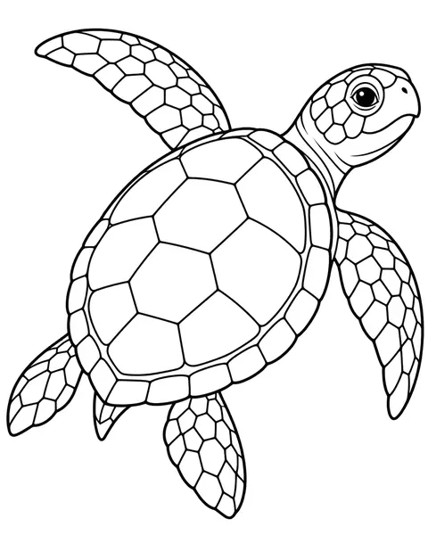 Sea Turtle coloring page
