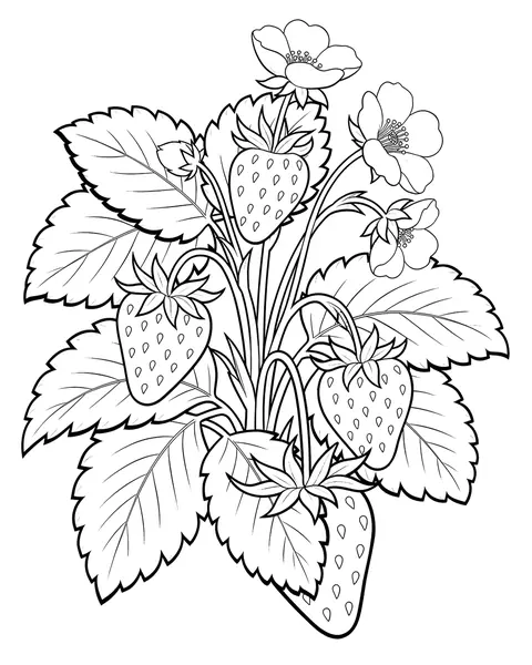 Strawberry Plant coloring page