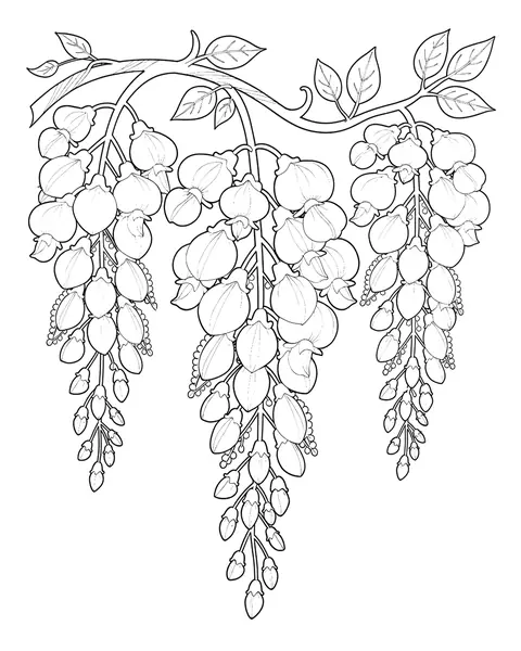 Wisteria coloring page