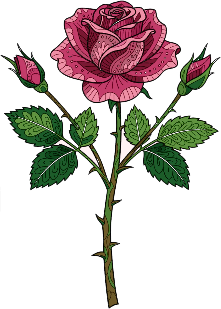 Rosa